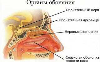 Причины потери обоняния, вкуса и возможно ли лечение