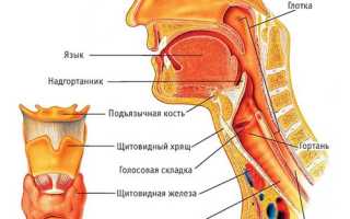 Стеноз гортани у взрослых и детей: как противостоять удушью