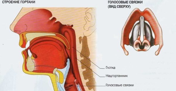 Гортань и глотка. Анатомия, строение, функции, заболевания