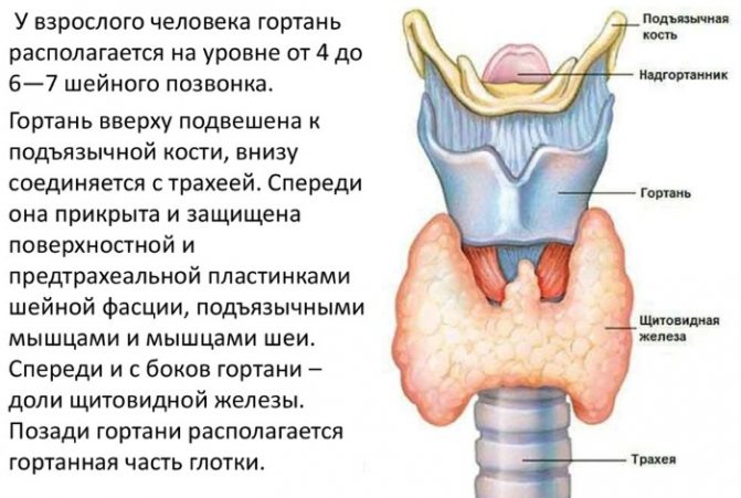 Гортань и глотка. Анатомия, строение, функции, заболевания