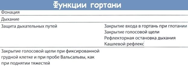 Гортань и глотка. Анатомия, строение, функции, заболевания