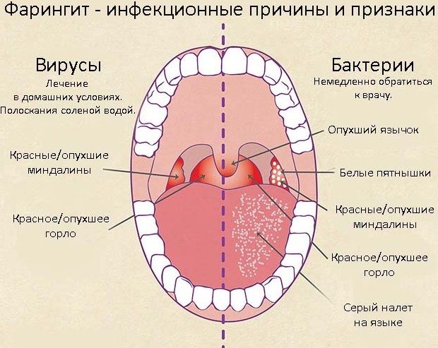 Гортань и глотка. Анатомия, строение, функции, заболевания