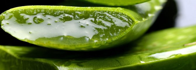 Каланхоэ сок при гайморите