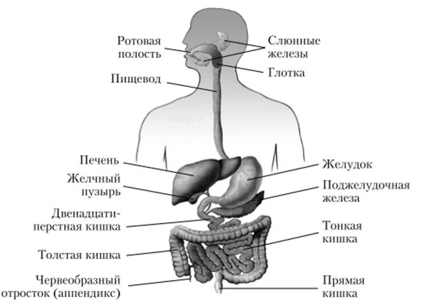 органы пищеварительной системы