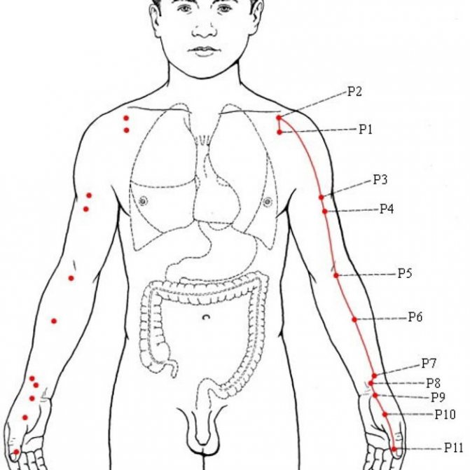 Топология меридиана легких