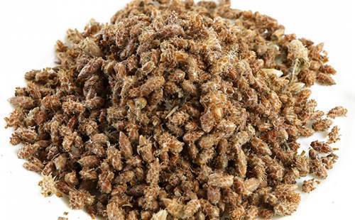 Веточки сосны от кашля