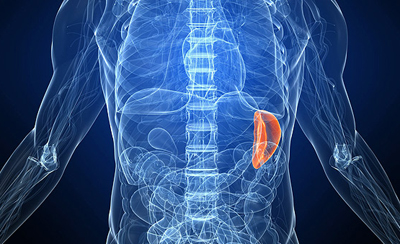 Расположение селезенки в организме человека Расположение селезенки в организме человека